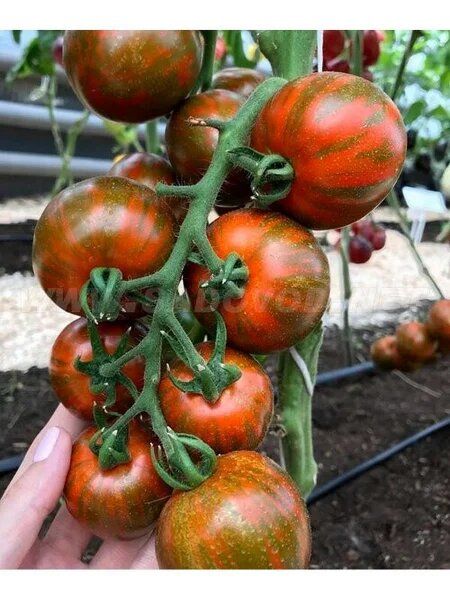 Полосатый томат для вашего огорода: что нужно знать о Братке-Полосатике