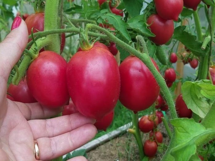 Томат Де Барао розовый: идеальный выбор для вашего огорода