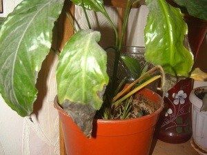 ������� ����� �� ������������: �� �������� �� ��������