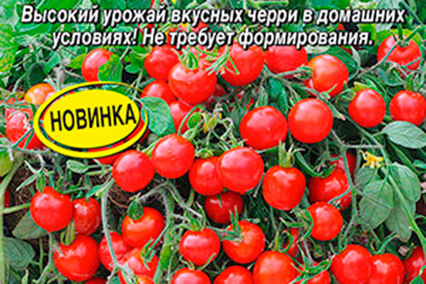 Томаты ампельного сорта: идеальный урожай на балконе и в саду