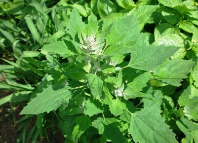 Эко-решения для борьбы с сорняками в саду