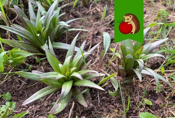 ��� ��������� ������������� ����� ������: ������ � ����������������