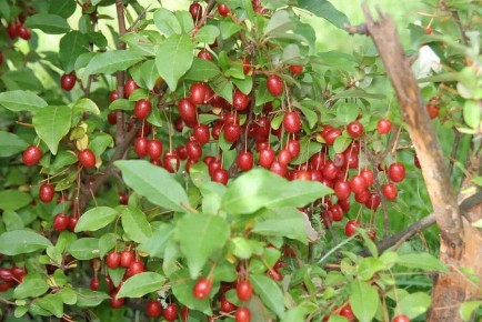 Как подготовить гуми к зиме: советы по уходу в сентябре