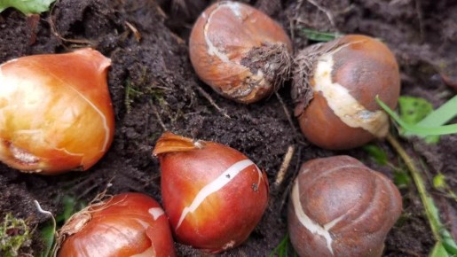 Как сажать тюльпаны в контейнерах: проверенные советы и хитрости