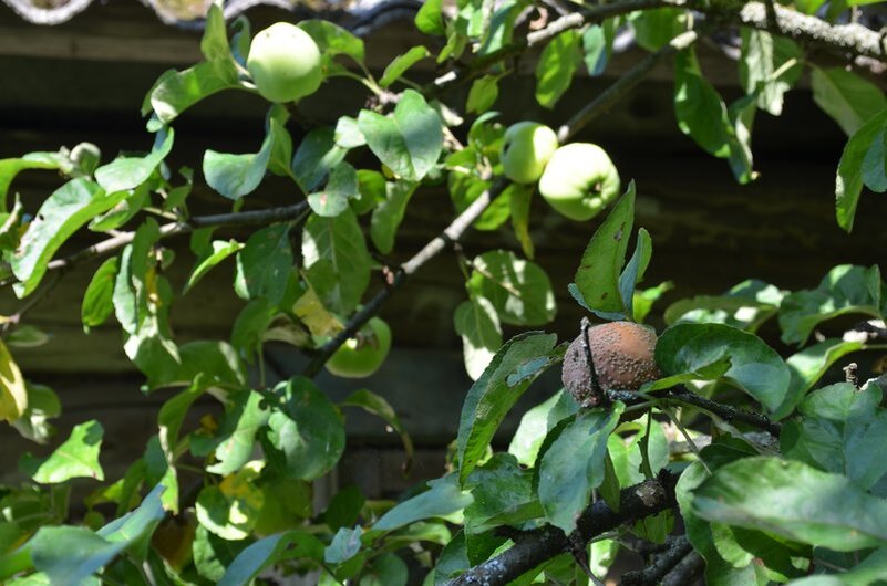 Как защитить яблоню от плодовой гнили летом: проверенные методы