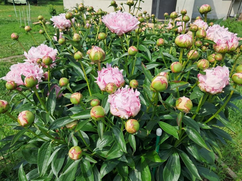 ������������ ���������: ����� �������� ������� ��� ���