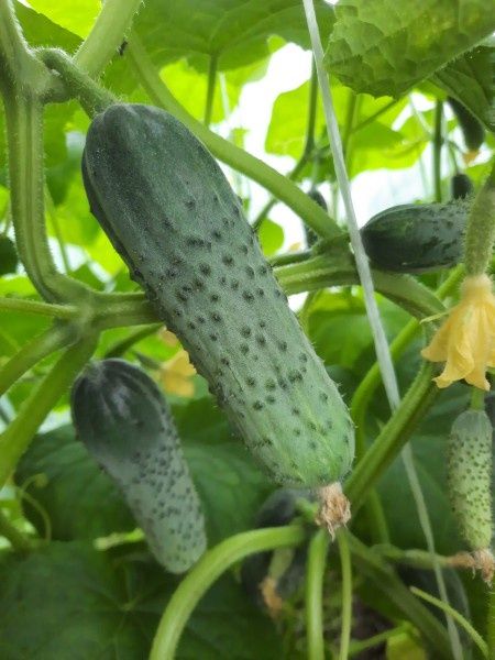 ��� �������� ����� �������: ������� ����� � ���������