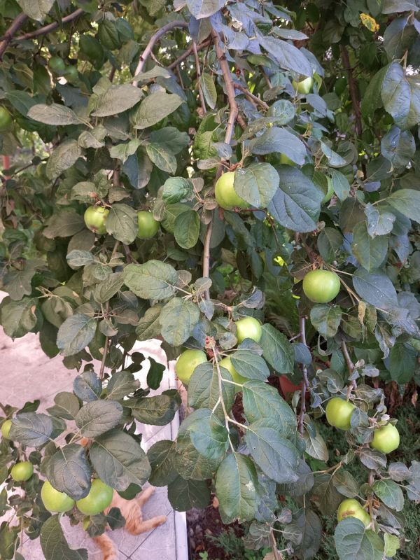 ��� �������� ������������� ������������ ������ �����