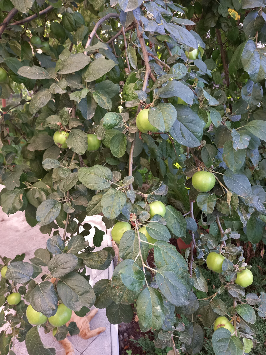 Как избежать периодичности плодоношения яблонь летом