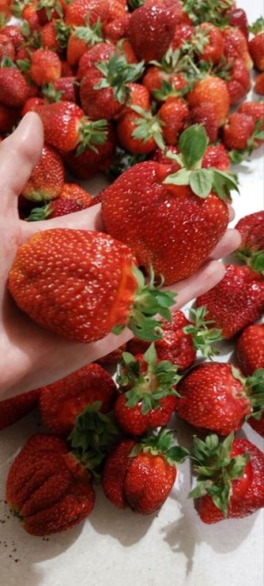 Как вырастить клубнику мечты: секреты от опытных садоводов