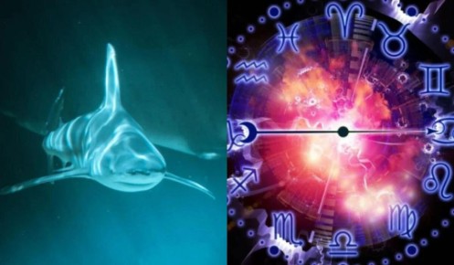 Какое океаническое животное соответствует вашему знаку Зодиака