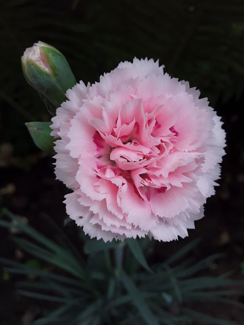 Гвоздика: идеальный выбор для ленивых садоводов