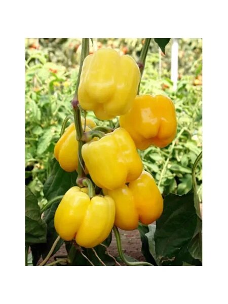 Перец Бачата: идеальный выбор для ярких и вкусных урожаев