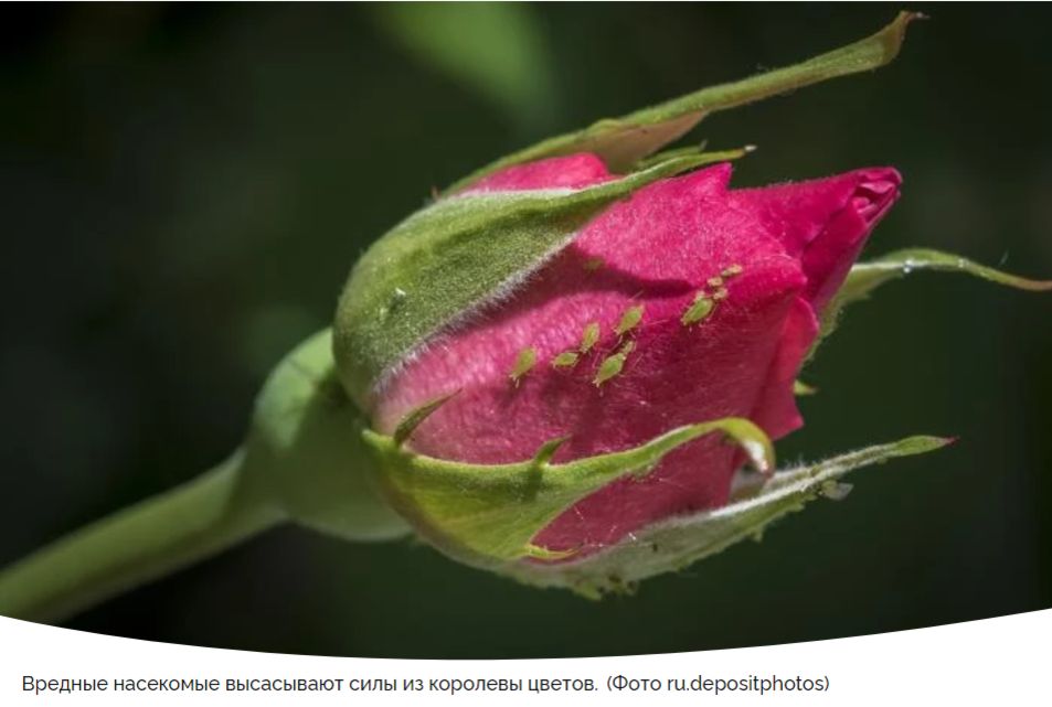 Как защитить розы от тли: советы и народные рецепты