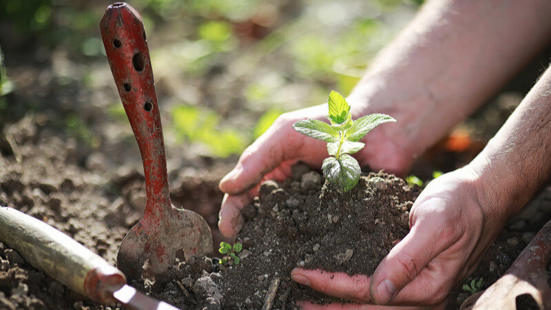Как правильно высаживать рассаду помидоров для отличного урожая