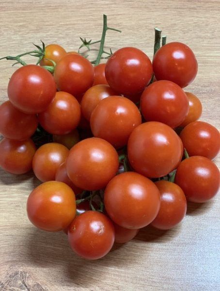 Томат рябиновые бусы: секреты успешного выращивания и богатого урожая