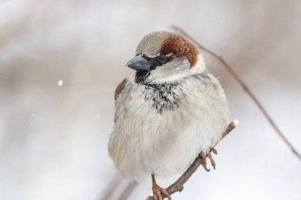 ���� -2� -7�, ��������� ����