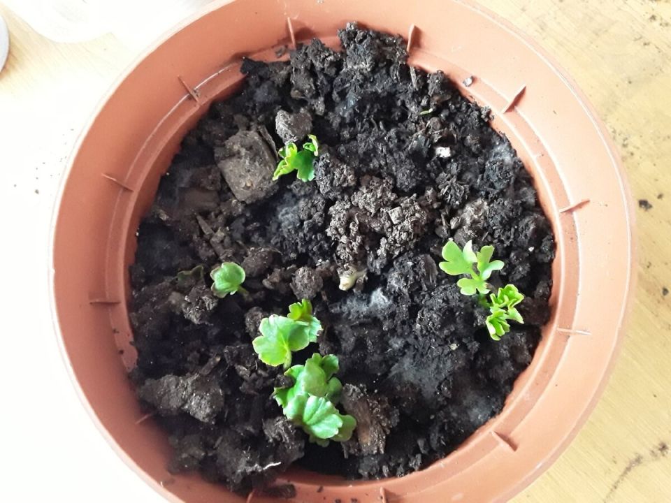 ������-�����������: ��� �� �������� ������� ���������� �����