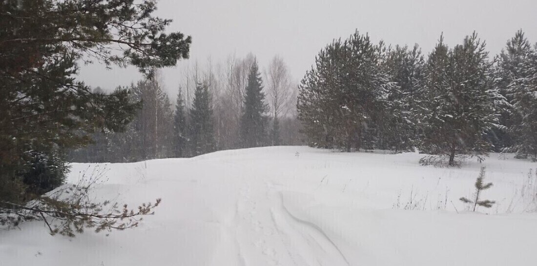 Снегопад и усиление ветра: синоптики рассказали вологжанам о погоде в конце зимы
