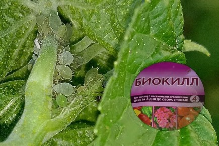 Биокилл — защита смородины и клубники от вредителей