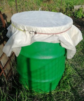 Увлекательный эксперимент: как вырастить вигну в бочке и у шпалеры