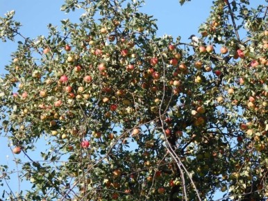 Обработка сада осенью от вредителей и болезней