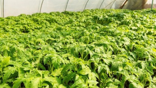 Экономия пространства: как правильно сажать томаты в теплице без загущения