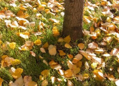 ��� ������ ���������� ������ � �������� ������� ��� ���� � ����