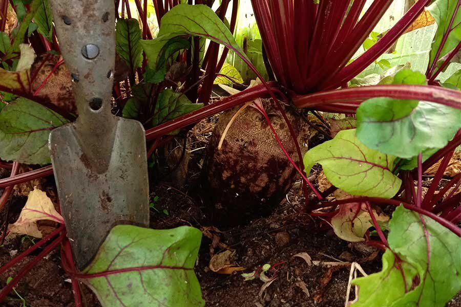 ��� �������� ������ ������, ��������� ����������� ������