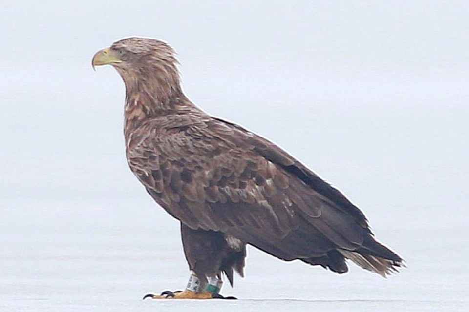 ���������� ������� ���������������� ������-����������