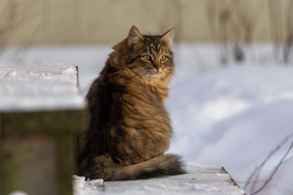 ���� �� ������� -3� -8�, ��������������� ��� �������