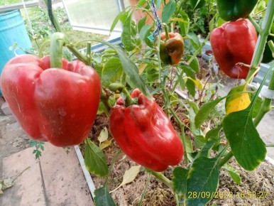 ����� ����� ������� ��� ��������� ��������: ����� ���������� �����