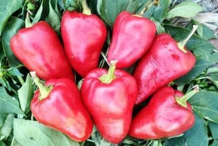 Первая ласточка: ранний и компактный перец, который покорит ваш огород