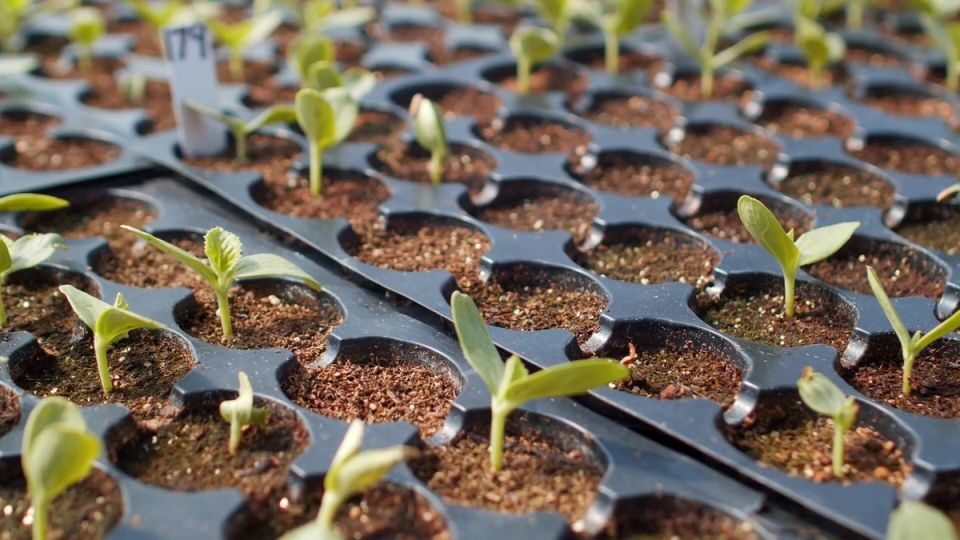 ����������� �������� � �������: ��� �� ��������� �� ������ ���������