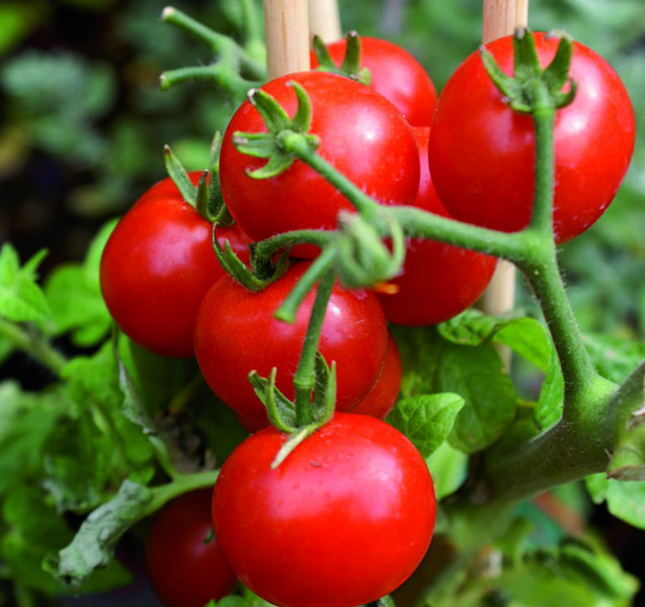 Как получить ведро помидоров с каждого куста: секреты и советы