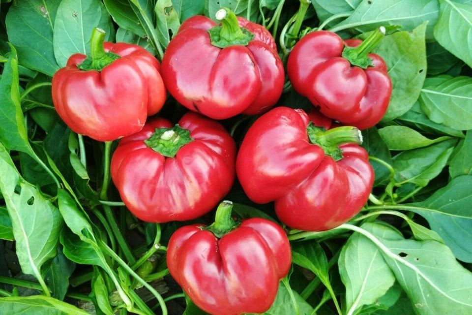 ���-3 ����� �������� ����� ��� ������ �������