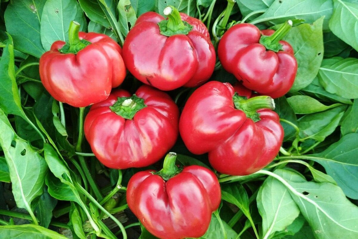 Топ-3 сорта сладкого перца для вашего огорода