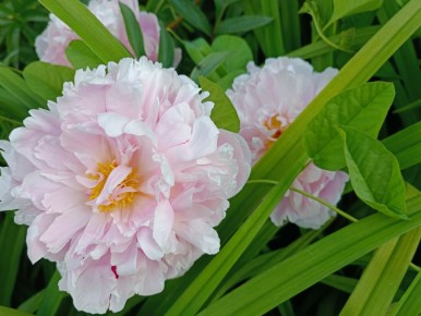 ��� ��������� ������������ � ������ ����� � ����� ����