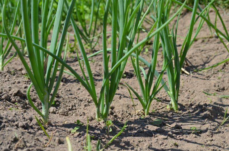 ��� �������� ��� �� ������� ����: ������ � ������