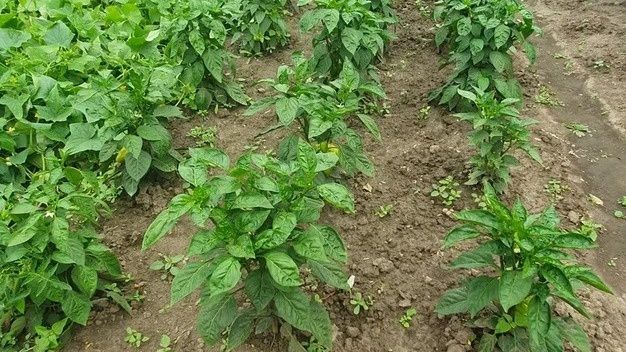 ��� ���������� ����� �������� ������ ������ � ���� ���