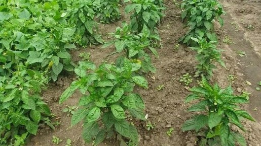 ��� ���������� ����� �������� ������ ������ � ���� ���