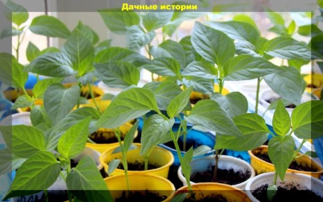 ����������� �����: ������ ��� ���������� ���������