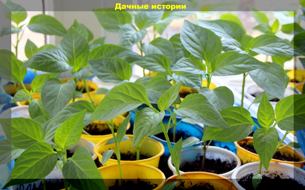 Выращивание перца: советы для начинающих садоводов