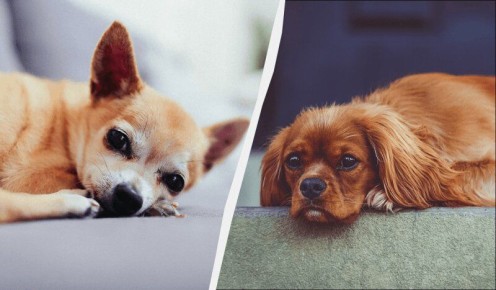 Собачьи породы, идеально подходящие для интровертов