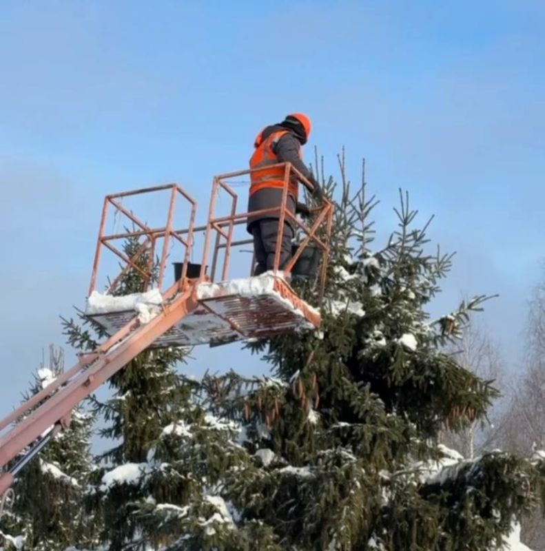 Более 51 тонны шишек заготовлено в Вологодской области