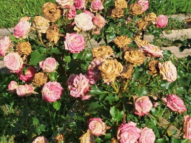 Секреты долгого цветения роз: как наслаждаться красотой до самых заморозков