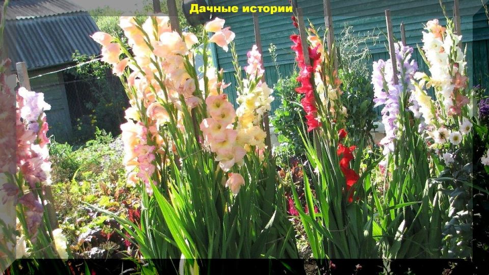 Как выбрать и ухаживать за гладиолусами: секреты успешного выращивания