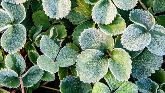 ��� ��������� ���������� �������� � ������: ������� � ������