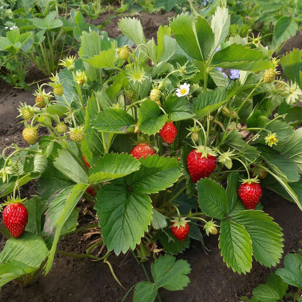 Как вырастить клубнику: главные ошибки, которые лишают урожая