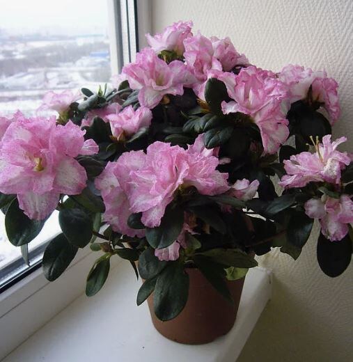 Азалия в цвету: главный путеводитель по уходу